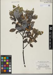Foto von Salix glabra Scop.